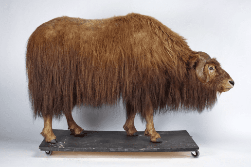 taxidermy moving, moving taxiderm, specialty moving solutions, Nationwide taxidermy crating, Moving and installation experts